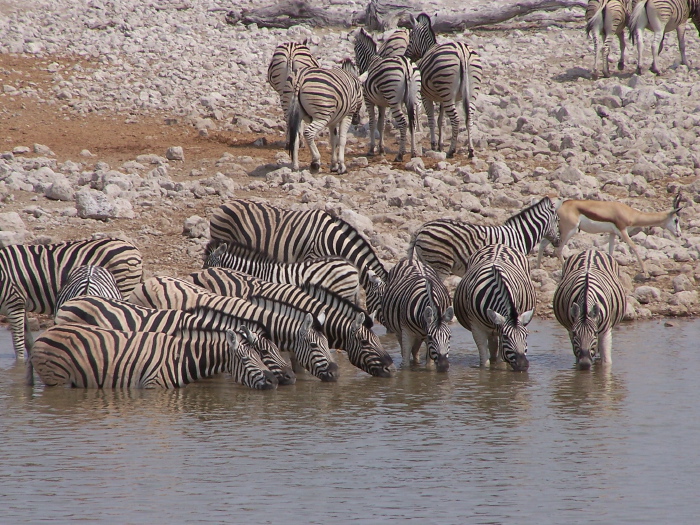 Point d'eau d'Etosha