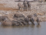 Water hole at Etosha