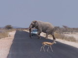 Etosha