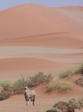 Sossusvlei