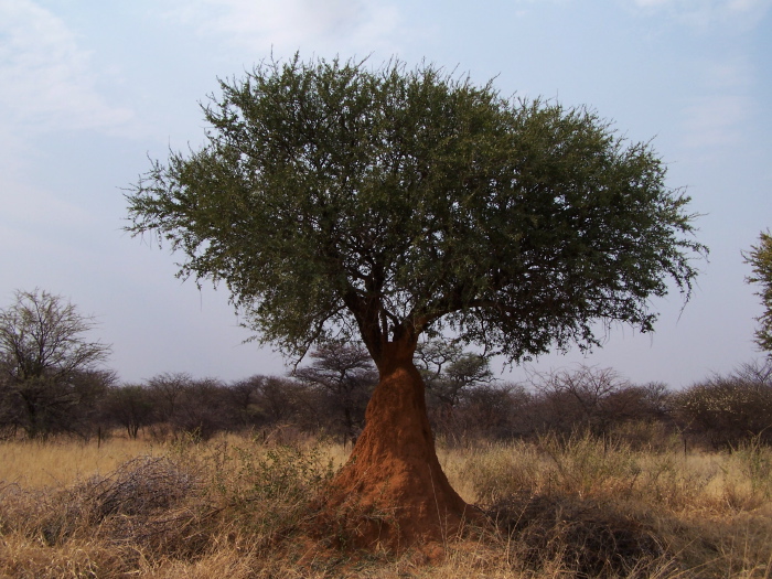 Termitière au pied d'un arbre