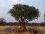 Termite nest at the bottom of a tree