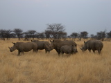 Troupeau de rhinocéros