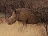 Un rhinocéros