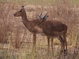 Des springboks