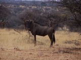 A wildebeest