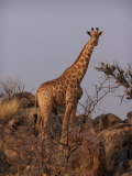 A giraffe