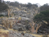 Arbres sur une colline rocheuse