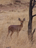 A steenbok