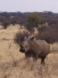 Un rhinocéros blanc