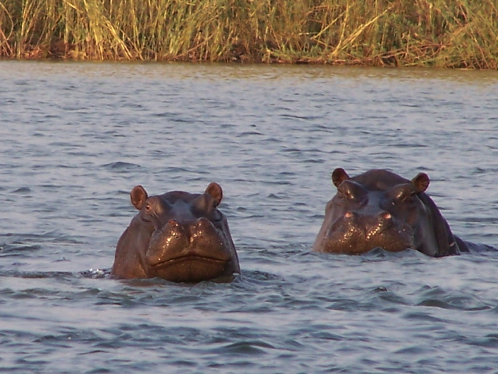 Hippopotamuses