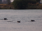 Hippopotamuses in the river