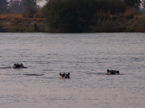 Hippopotames dans le fleuve