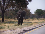 An elephant at the roadside
