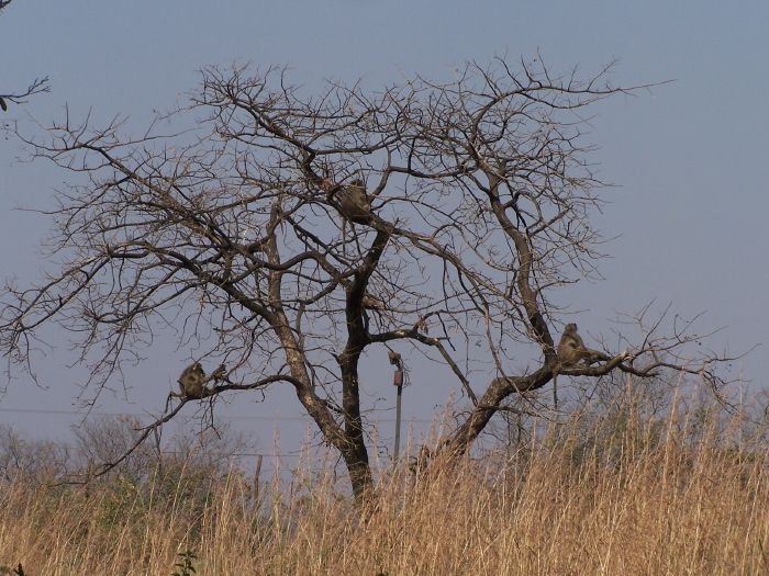 Singes sur un arbre