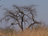 Monkeys on a tree