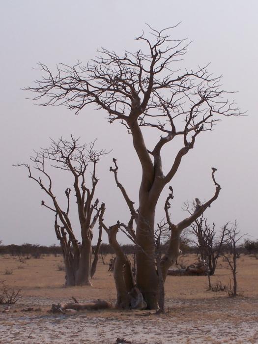 Arbres du Märchenwald