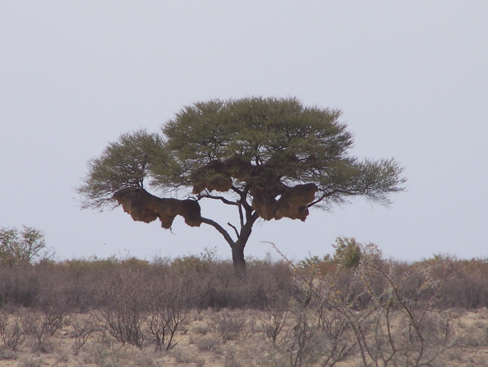 Nids d'oiseaux dans un arbre