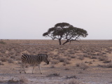 Zèbre dans la savane