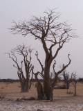 Märchenwald trees