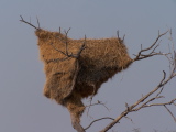 A nest