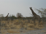 Giraffes