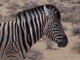 A zebra