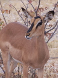 A springbok