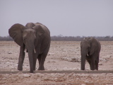 Two elephants