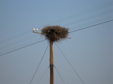 Nest on an electric post