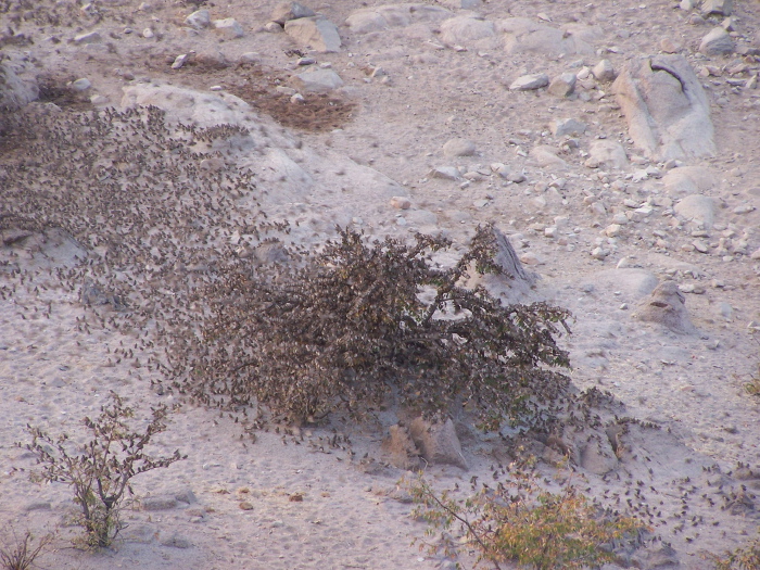 Tree covered with birds