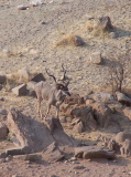 A kudu