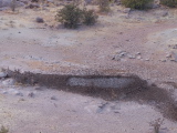 Water hole assailed with birds