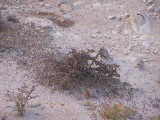 Arbre recouvert d'oiseaux