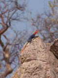 Un lézard coloré