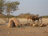 Goats in the village