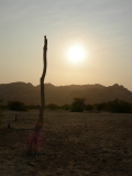 Dead tree at sunset