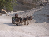 Cart drawn by four donkeys