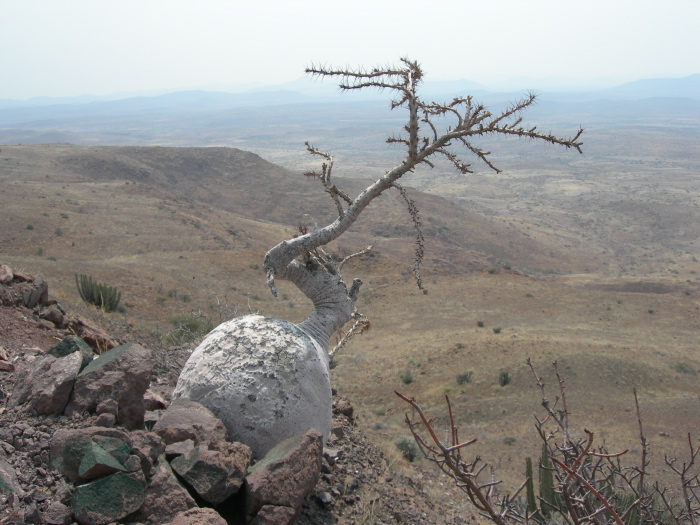 Un petit arbre