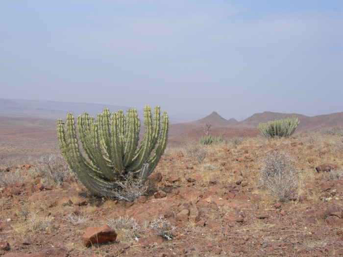 Cactuses