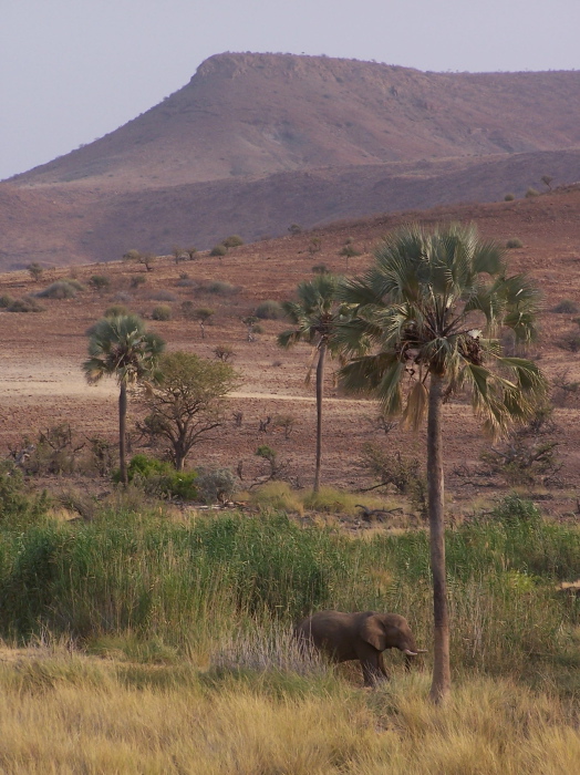 An elephant