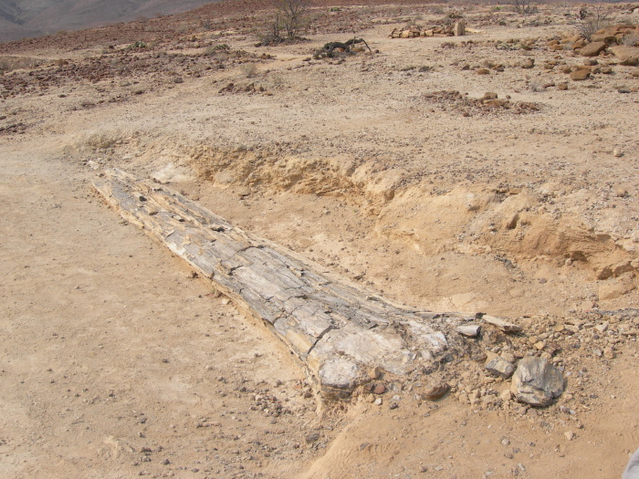 A fossilized tree