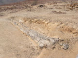 A fossilized tree