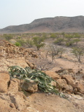 A welwitschia