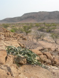 Une welwitschia