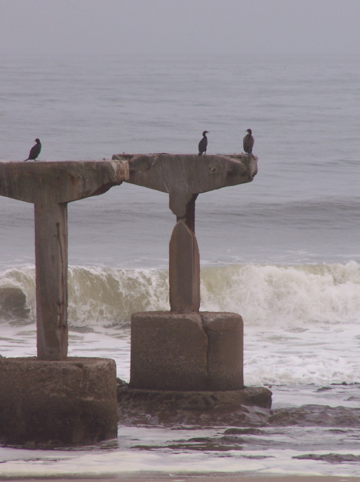 Birds on the pier