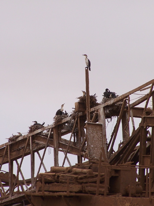 Cormorans sur la structure métallique