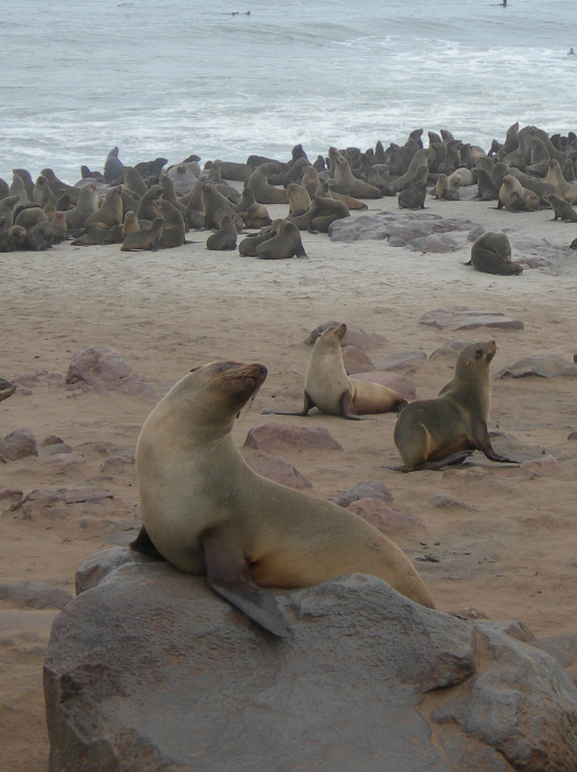 Seal on a rock