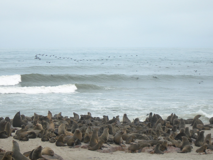 Colonie d'otaries