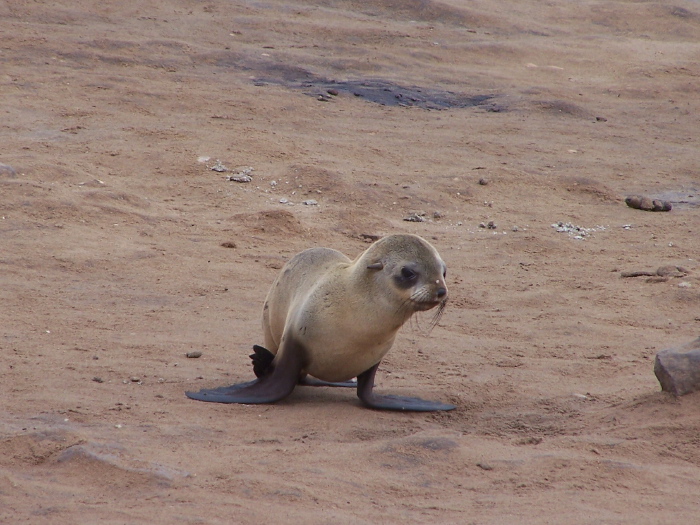 Un bébé otarie